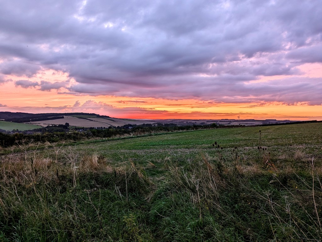 dog-walk-salisbury-wiltshire